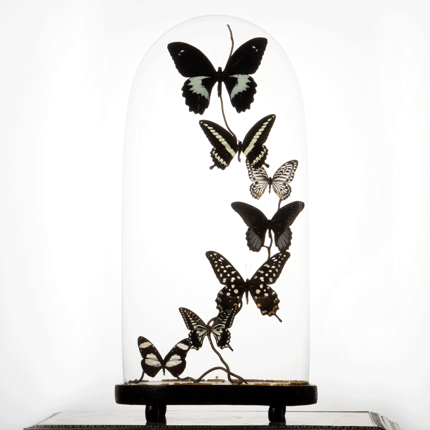 Large Antique Bell Jar with 7 Black and White Mounted Butterflies – Luxury Butterfly Home Accessories