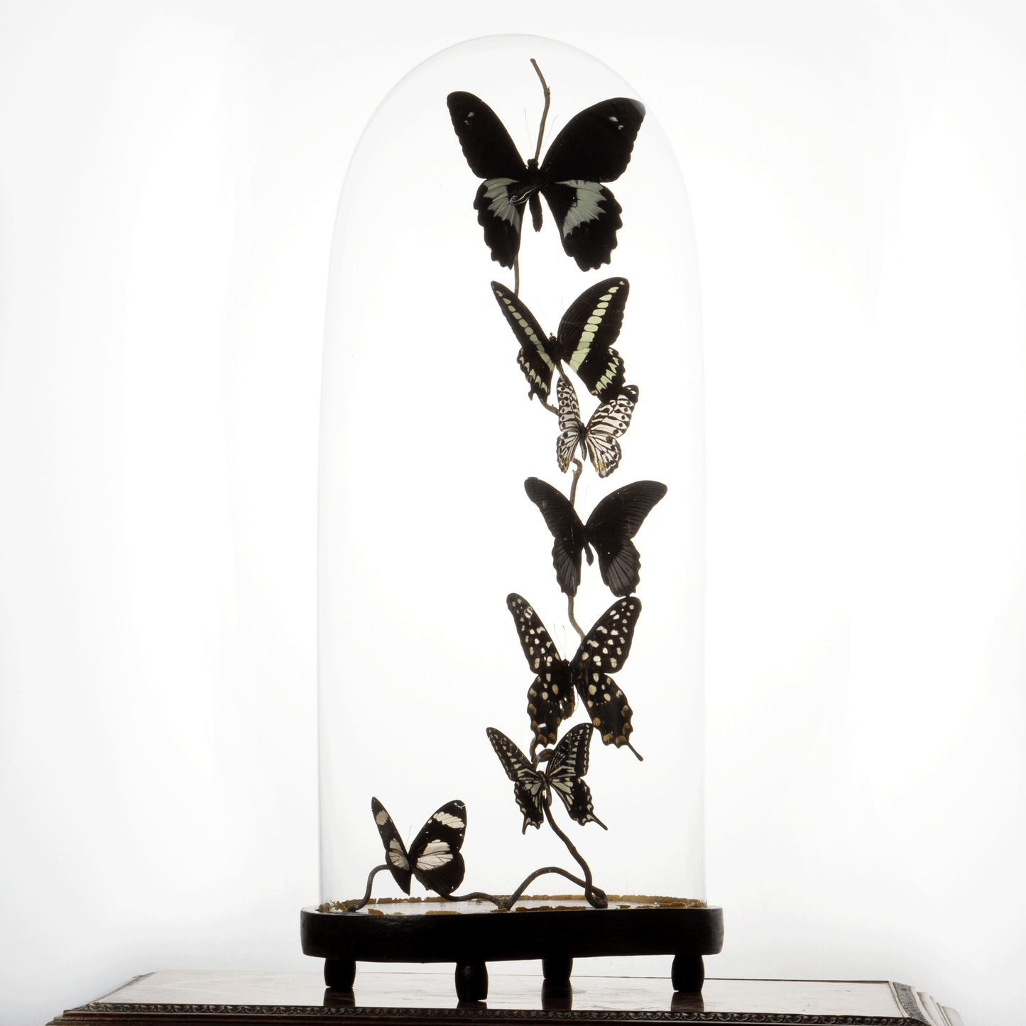 Large Antique Bell Jar with 7 Black and White Mounted Butterflies – Luxury Butterfly Home Accessories