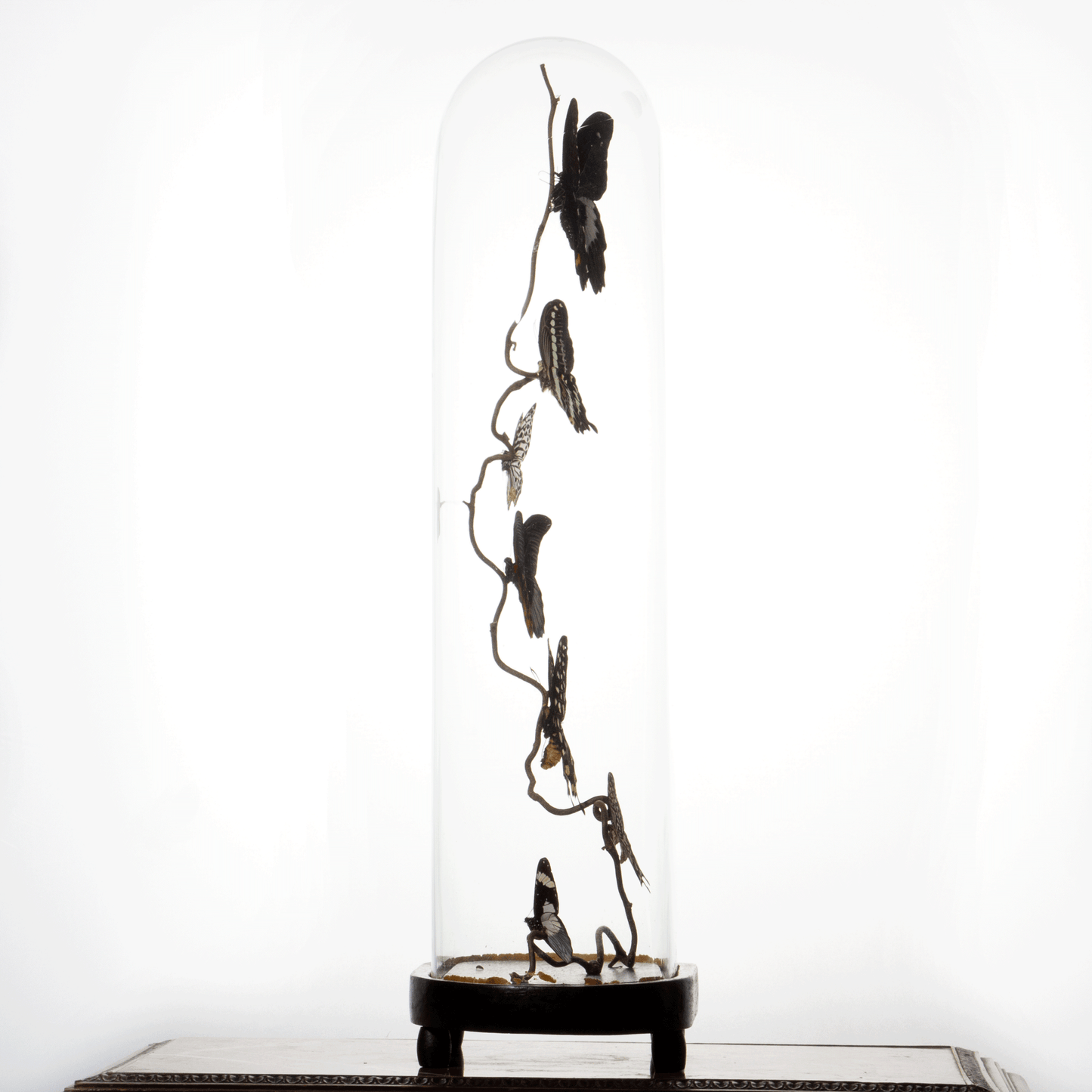Large Antique Bell Jar with 7 Black and White Mounted Butterflies – Luxury Butterfly Home Accessories