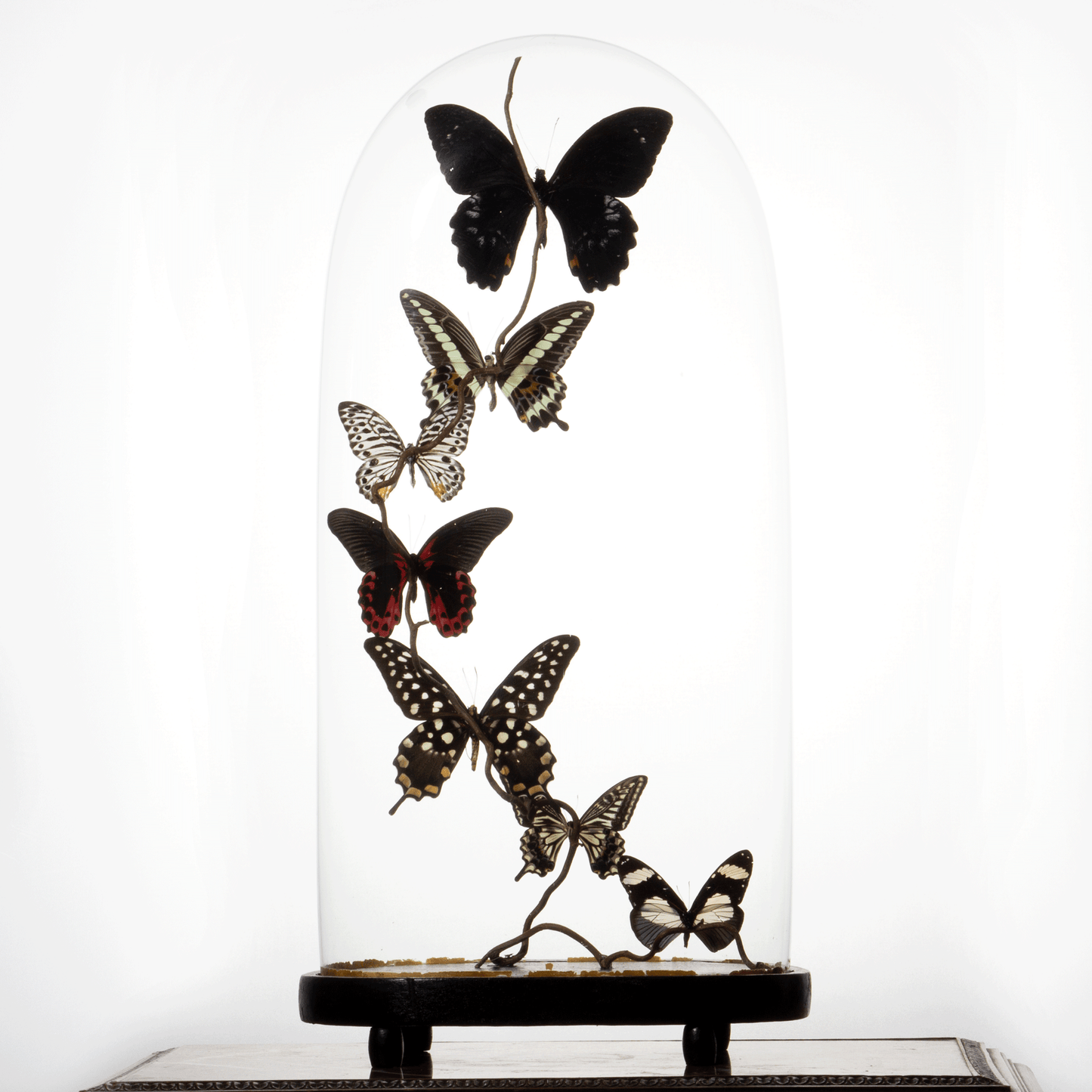 Large Antique Bell Jar with 7 Black and White Mounted Butterflies – Luxury Butterfly Home Accessories
