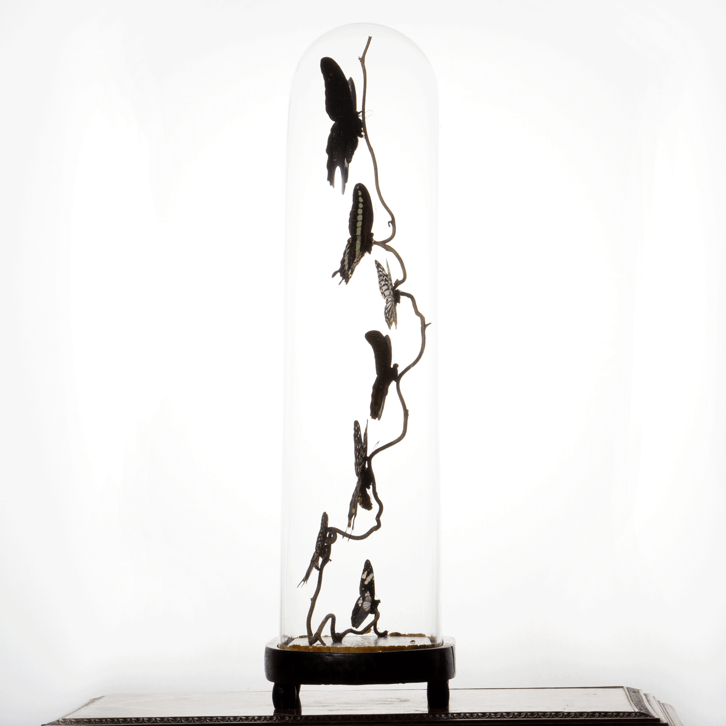 Large Antique Bell Jar with 7 Black and White Mounted Butterflies – Luxury Butterfly Home Accessories