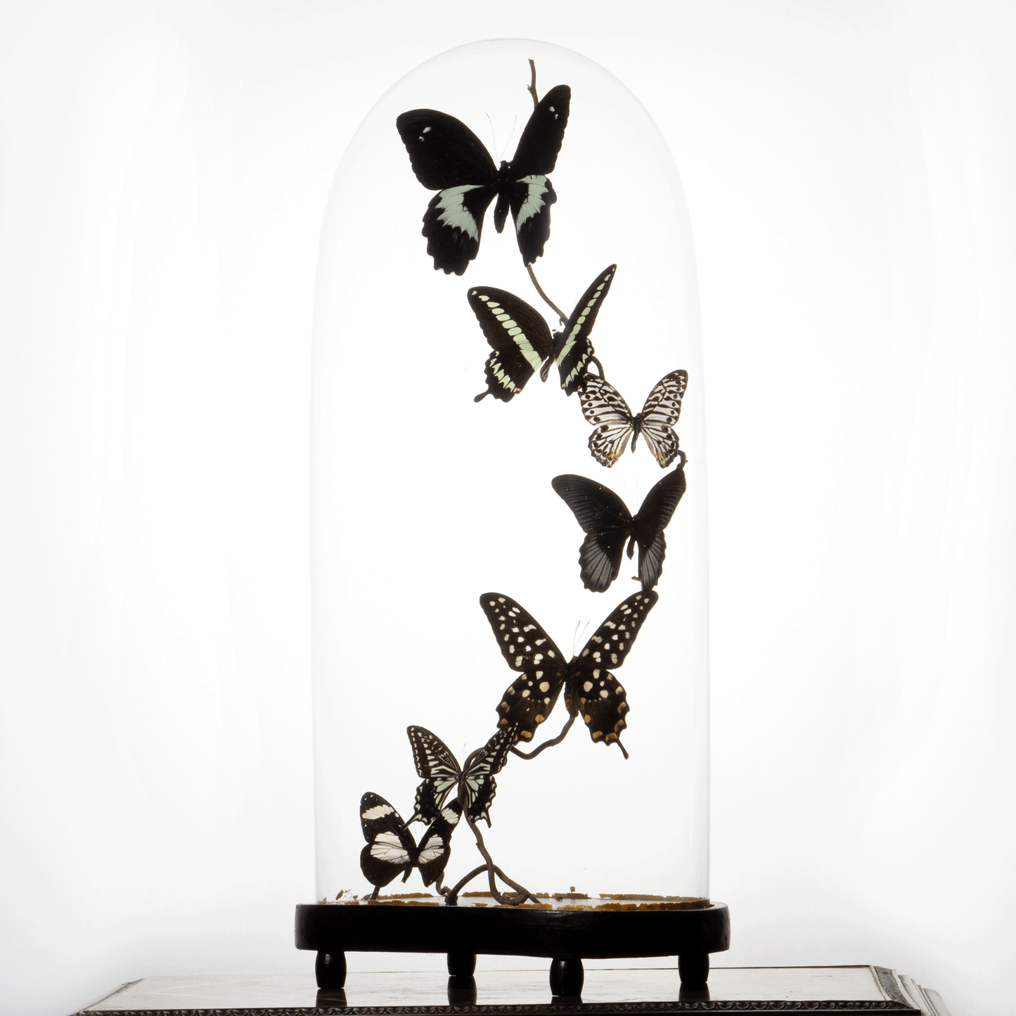 Large Antique Bell Jar with 7 Black and White Mounted Butterflies – Luxury Butterfly Home Accessories