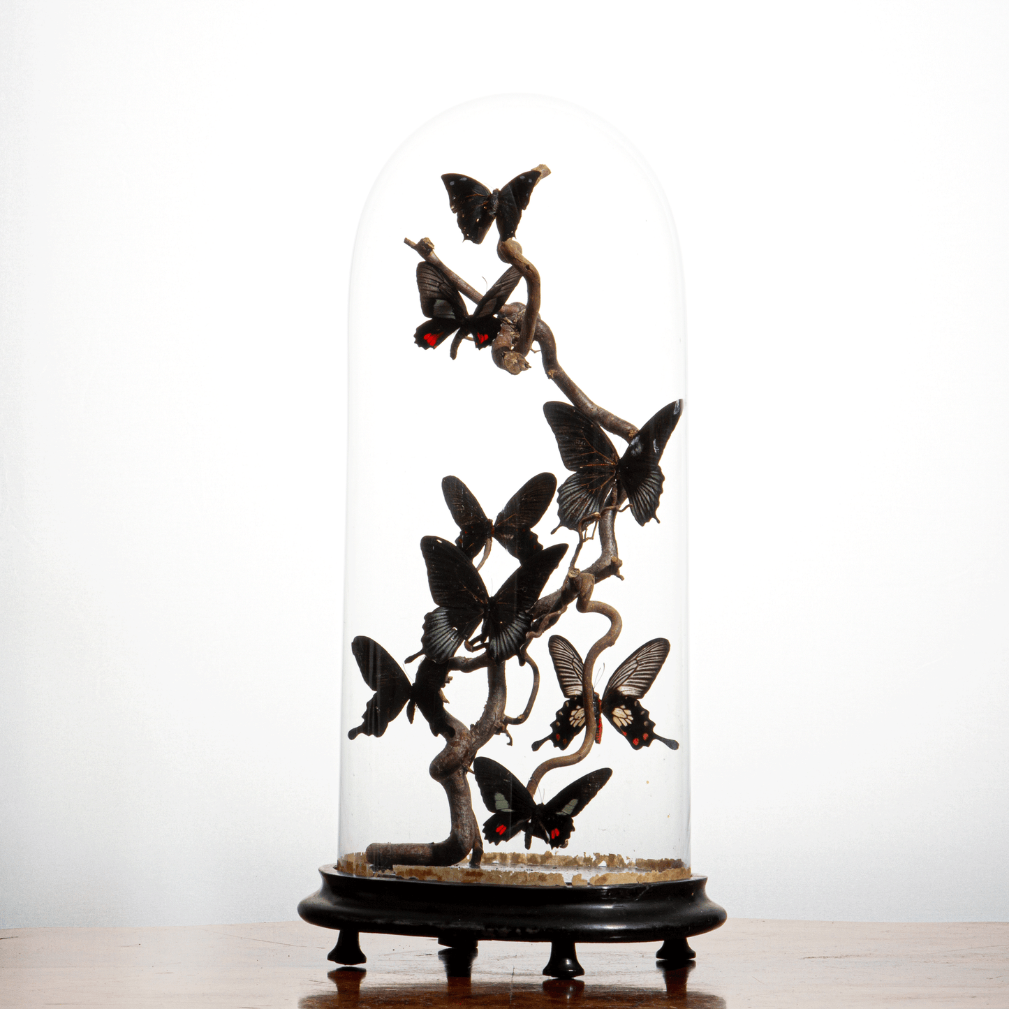 Antique Glass Bell Jar with 8 Mounted Butterflies – Luxury Decorative Ornament