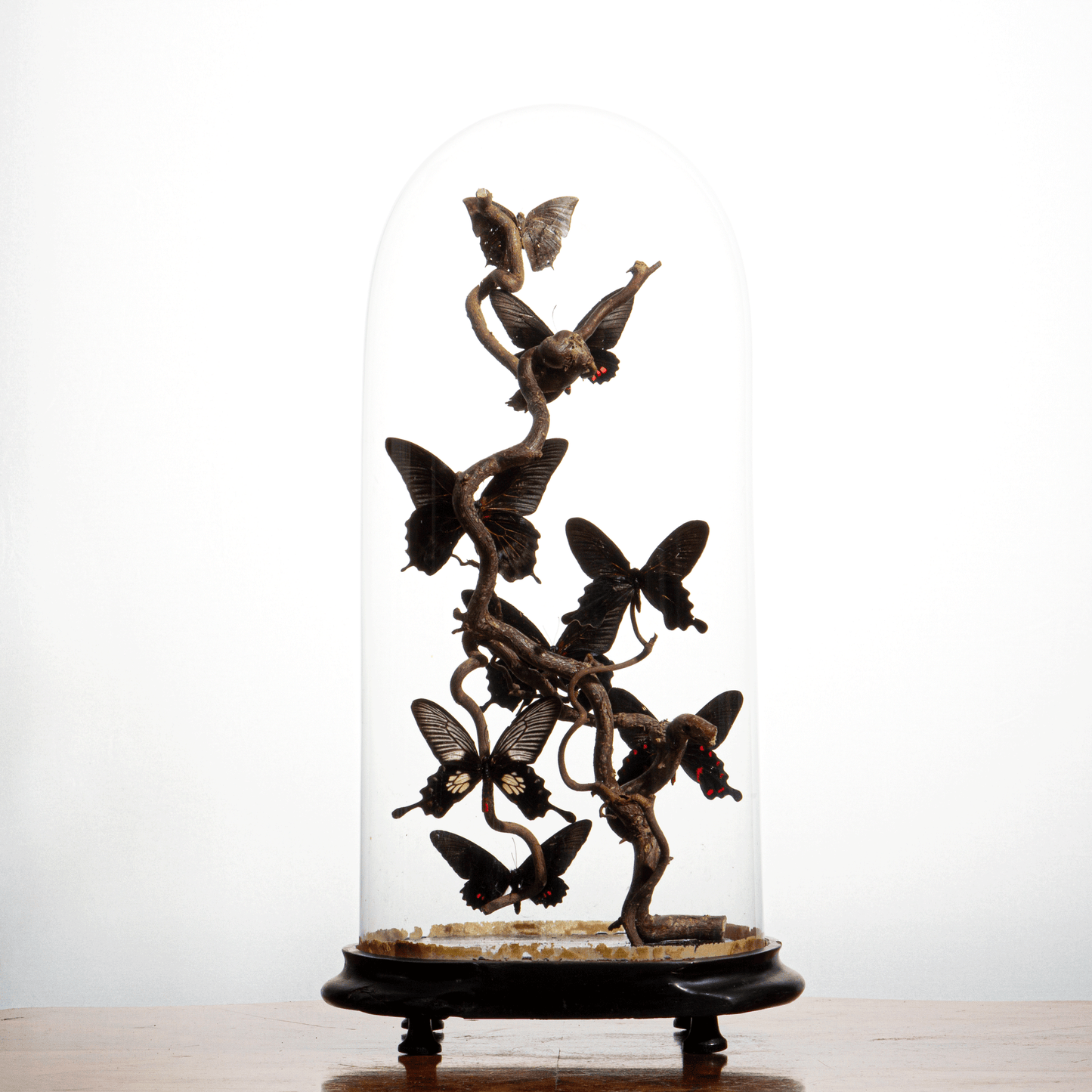 Antique Glass Bell Jar with 8 Mounted Butterflies – Luxury Decorative Ornament