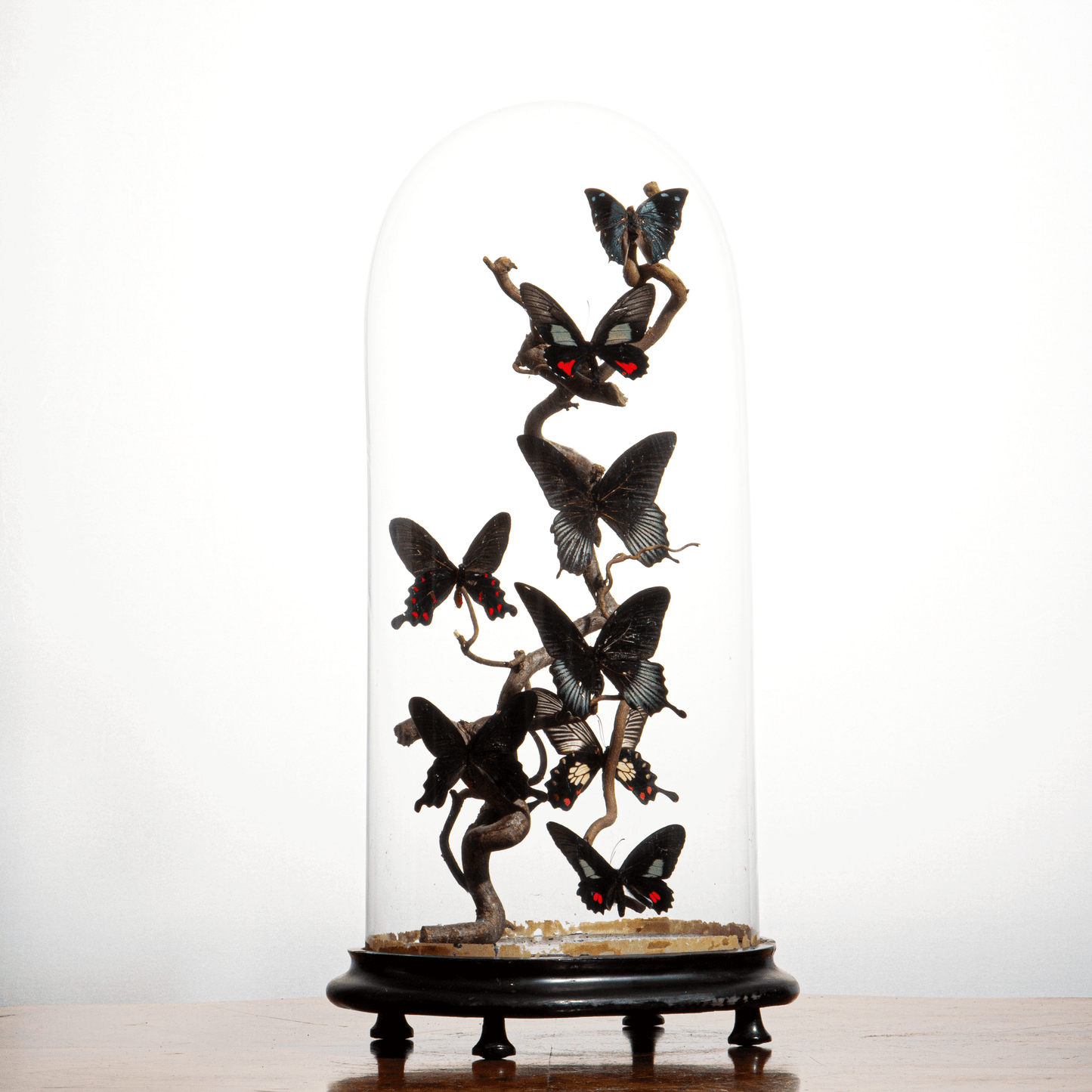 Antique Glass Bell Jar with 8 Mounted Butterflies – Luxury Decorative Ornament