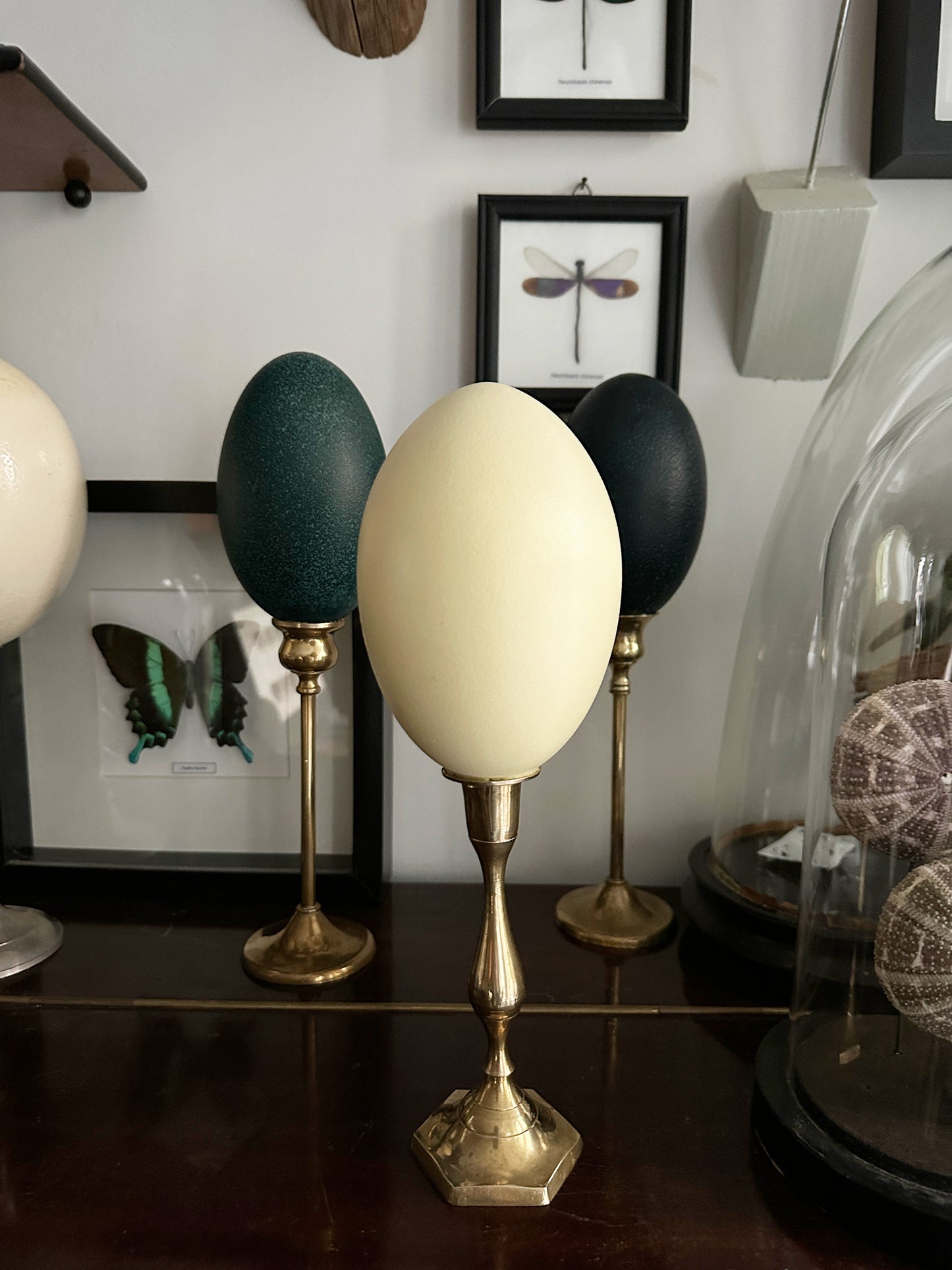 Curiosa Emu Egg Arrangement – Luxury Set of Natural Eggs on Brass Candlesticks, Handmade (2024)