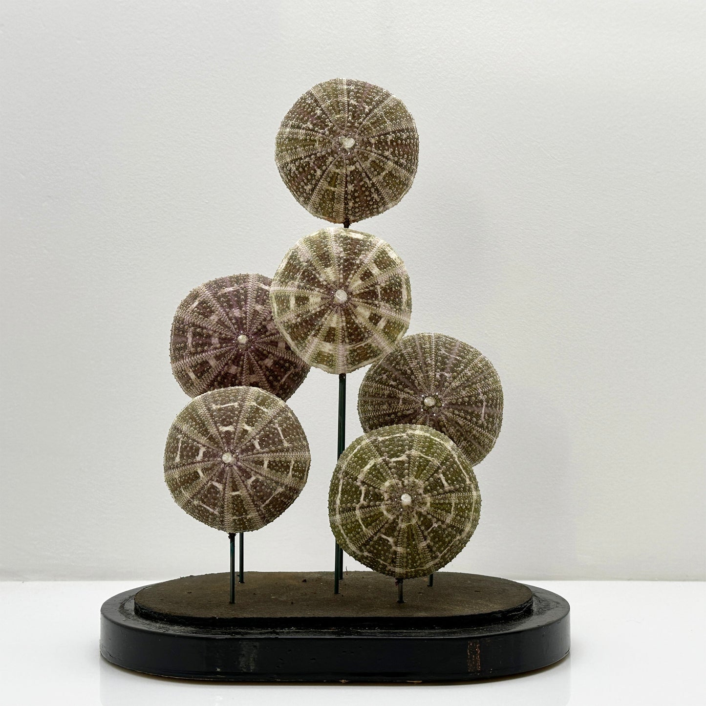 Antique Oval Bell Jar with Multi-Colored Sea Urchin Skeletons – Luxury Bell Jar and Home Item