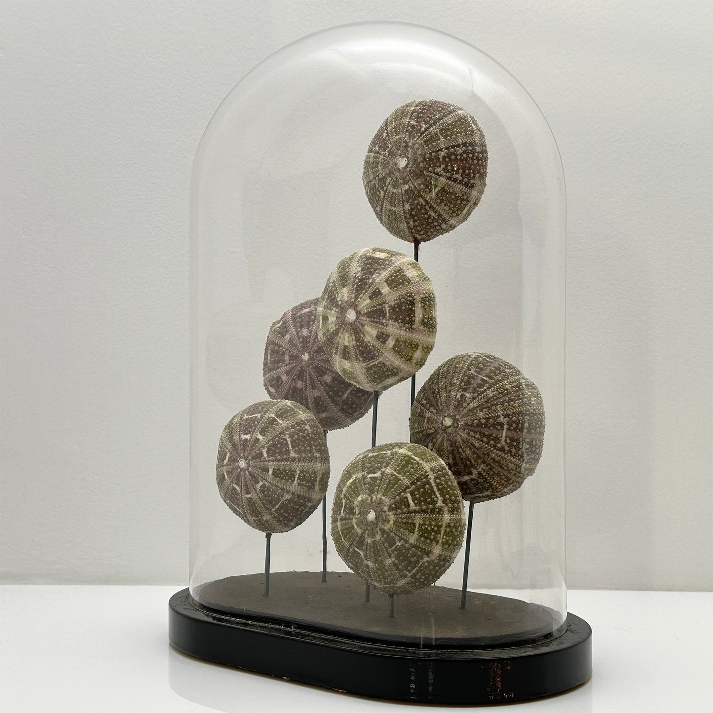 Antique Oval Bell Jar with Multi-Colored Sea Urchin Skeletons – Luxury Bell Jar and Home Item