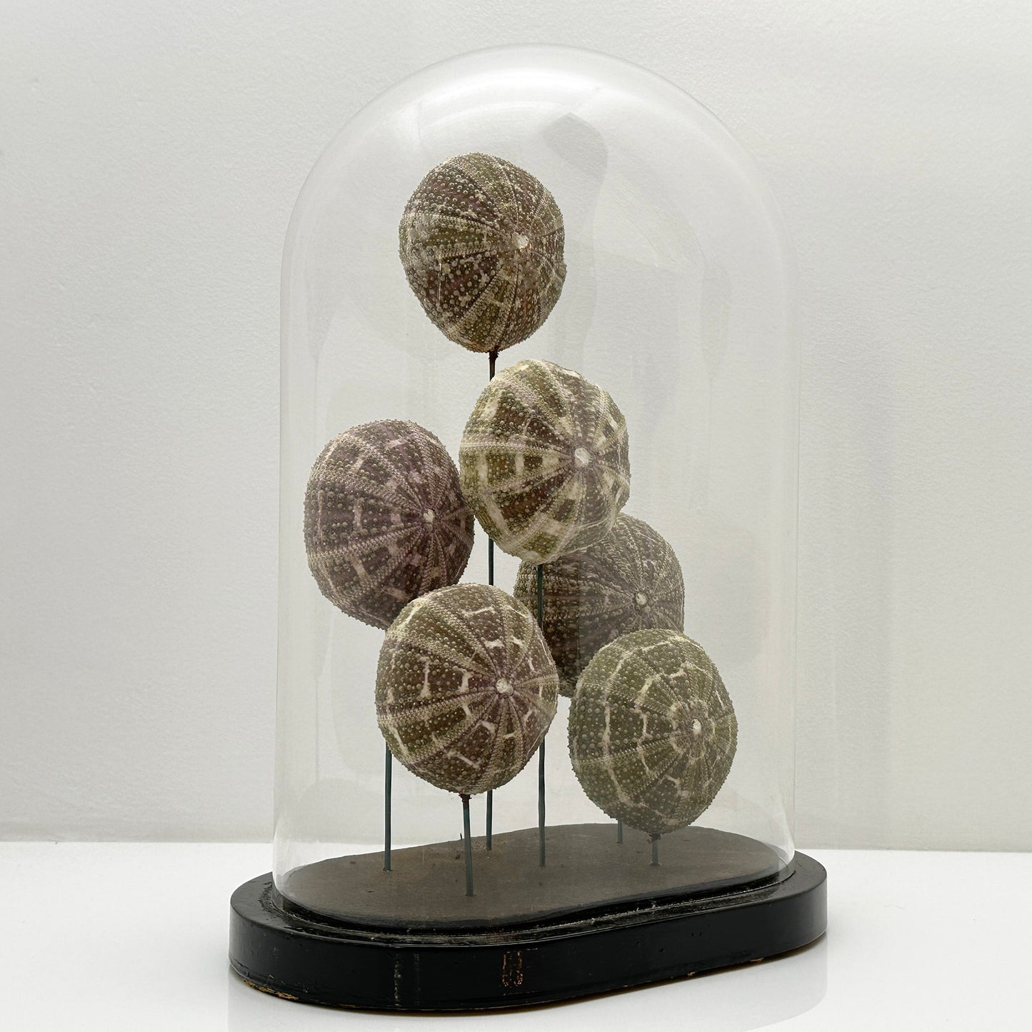 Antique Oval Bell Jar with Multi-Colored Sea Urchin Skeletons – Luxury Bell Jar and Home Item