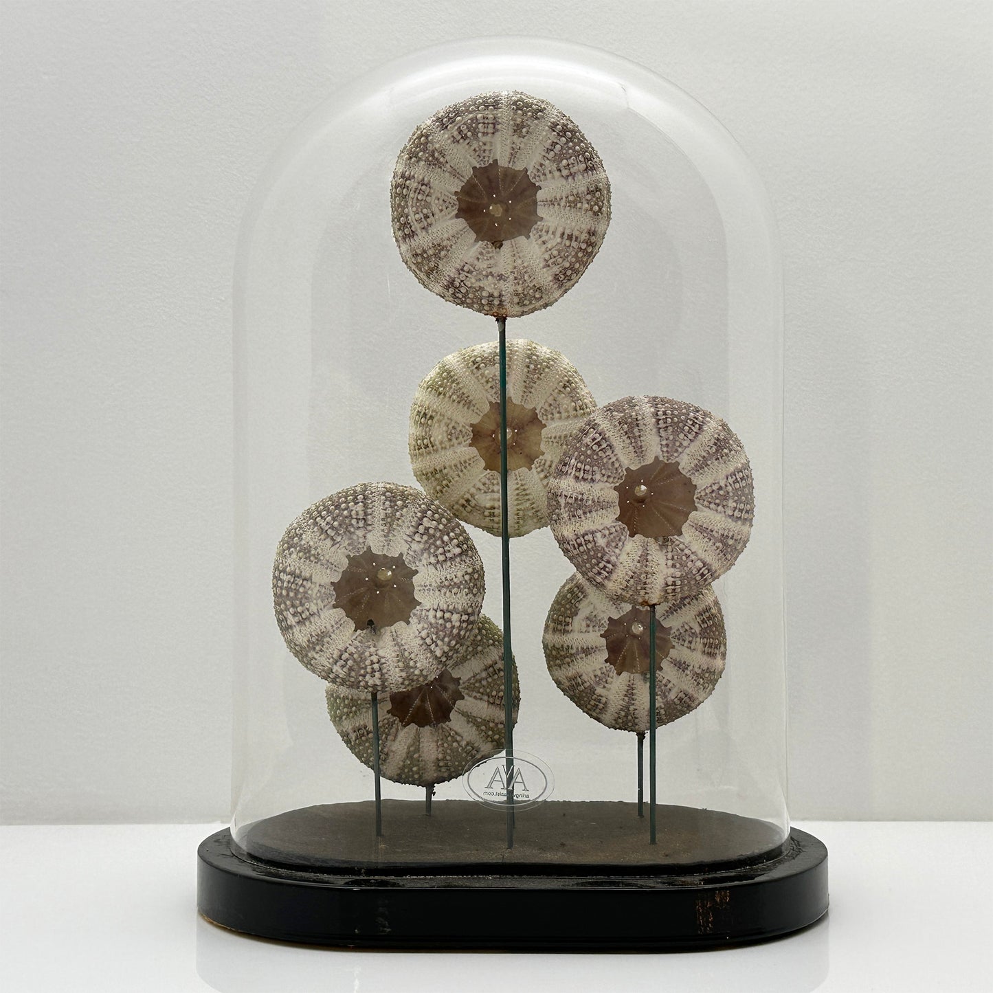Antique Oval Bell Jar with Multi-Colored Sea Urchin Skeletons – Luxury Bell Jar and Home Item