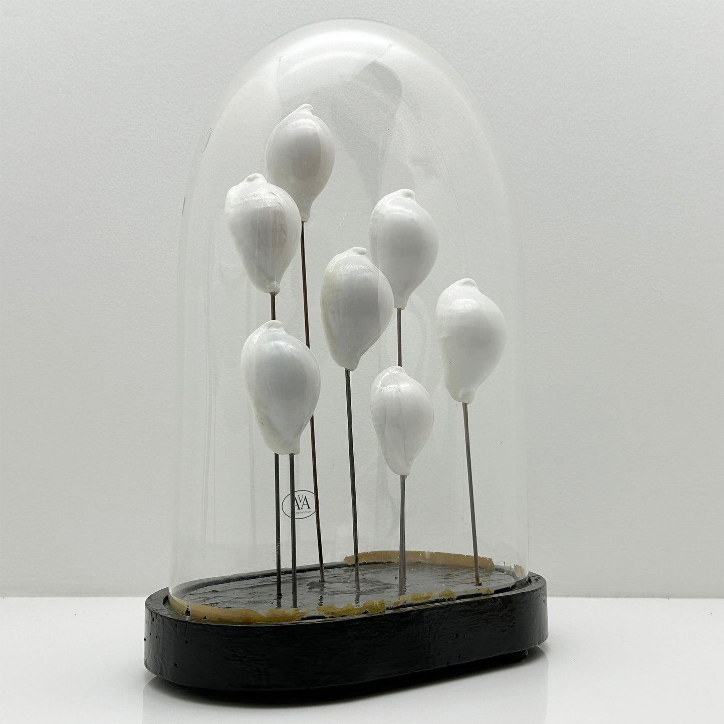 Antique Oval Glass Bell Jar with 8 White Real Shells – Luxury Ornament on Nickel Bar