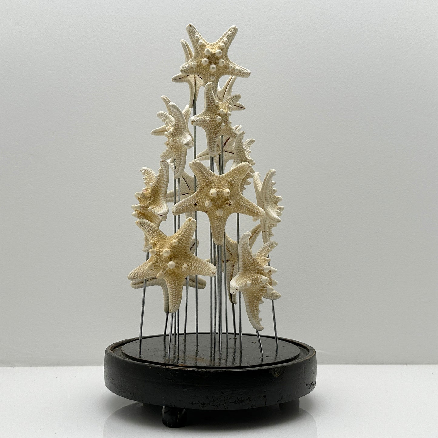 Antique Oval Bell Jar with White Starfish – Luxury Ornament on Nickel Bar