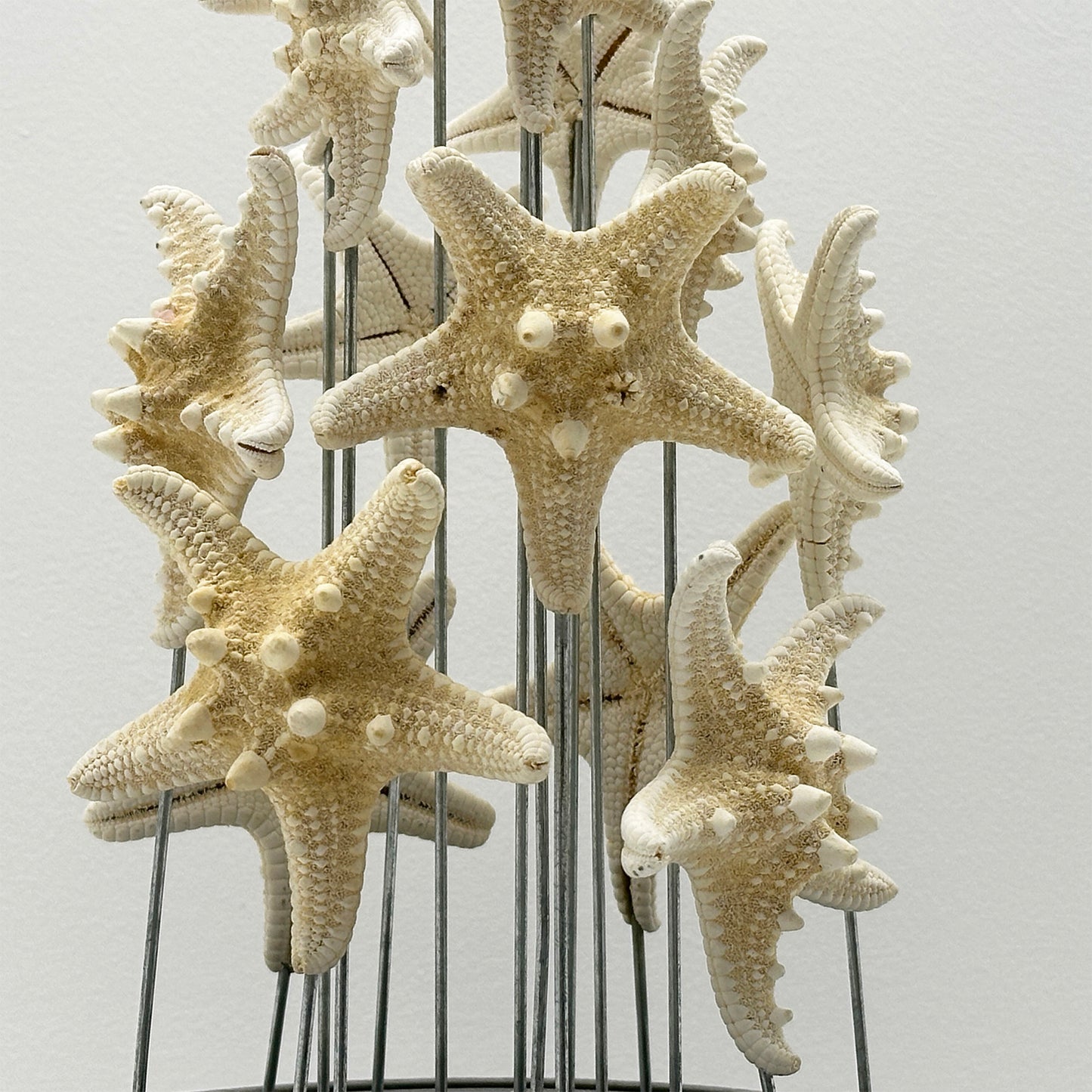 Antique Oval Bell Jar with White Starfish – Luxury Ornament on Nickel Bar