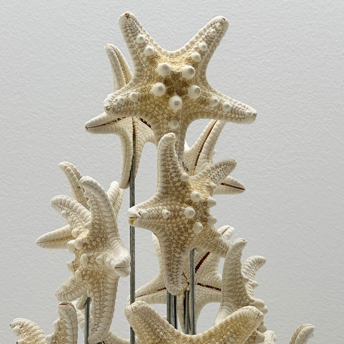 Antique Oval Bell Jar with White Starfish – Luxury Ornament on Nickel Bar