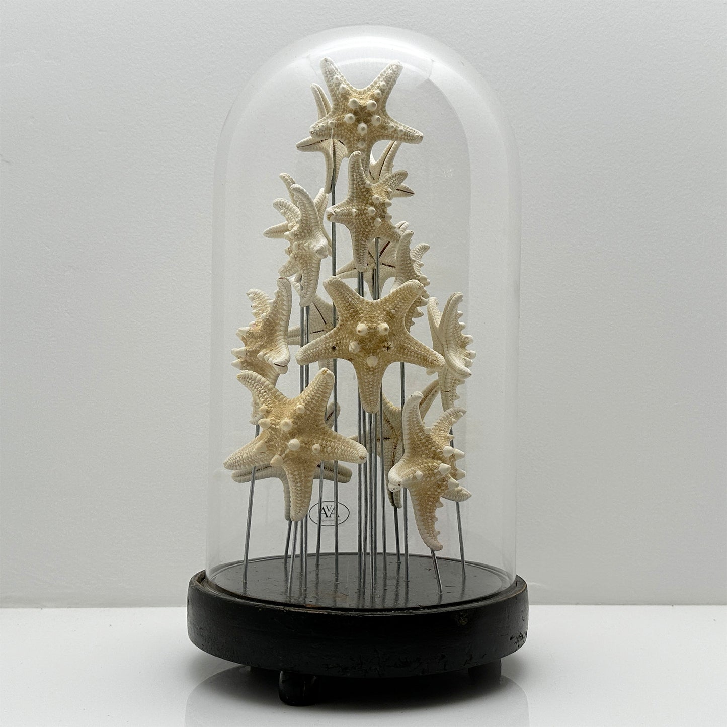 Antique Oval Bell Jar with White Starfish – Luxury Ornament on Nickel Bar