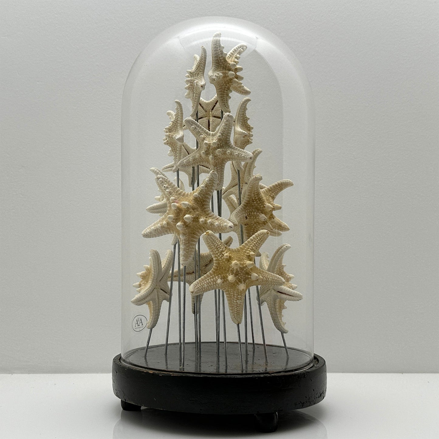 Antique Oval Bell Jar with White Starfish – Luxury Ornament on Nickel Bar