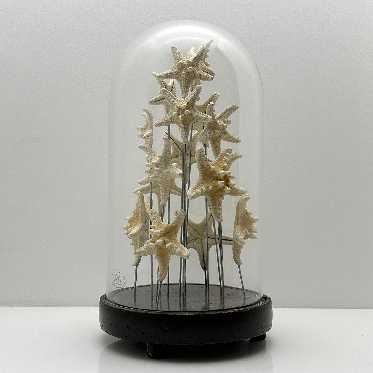 Antique Oval Bell Jar with White Starfish – Luxury Ornament on Nickel Bar