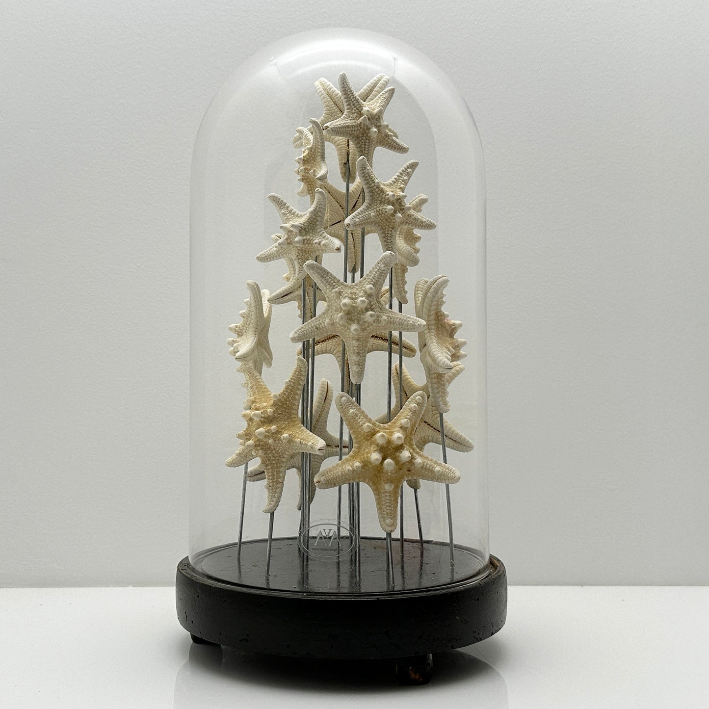 Antique Oval Bell Jar with White Starfish – Luxury Ornament on Nickel Bar