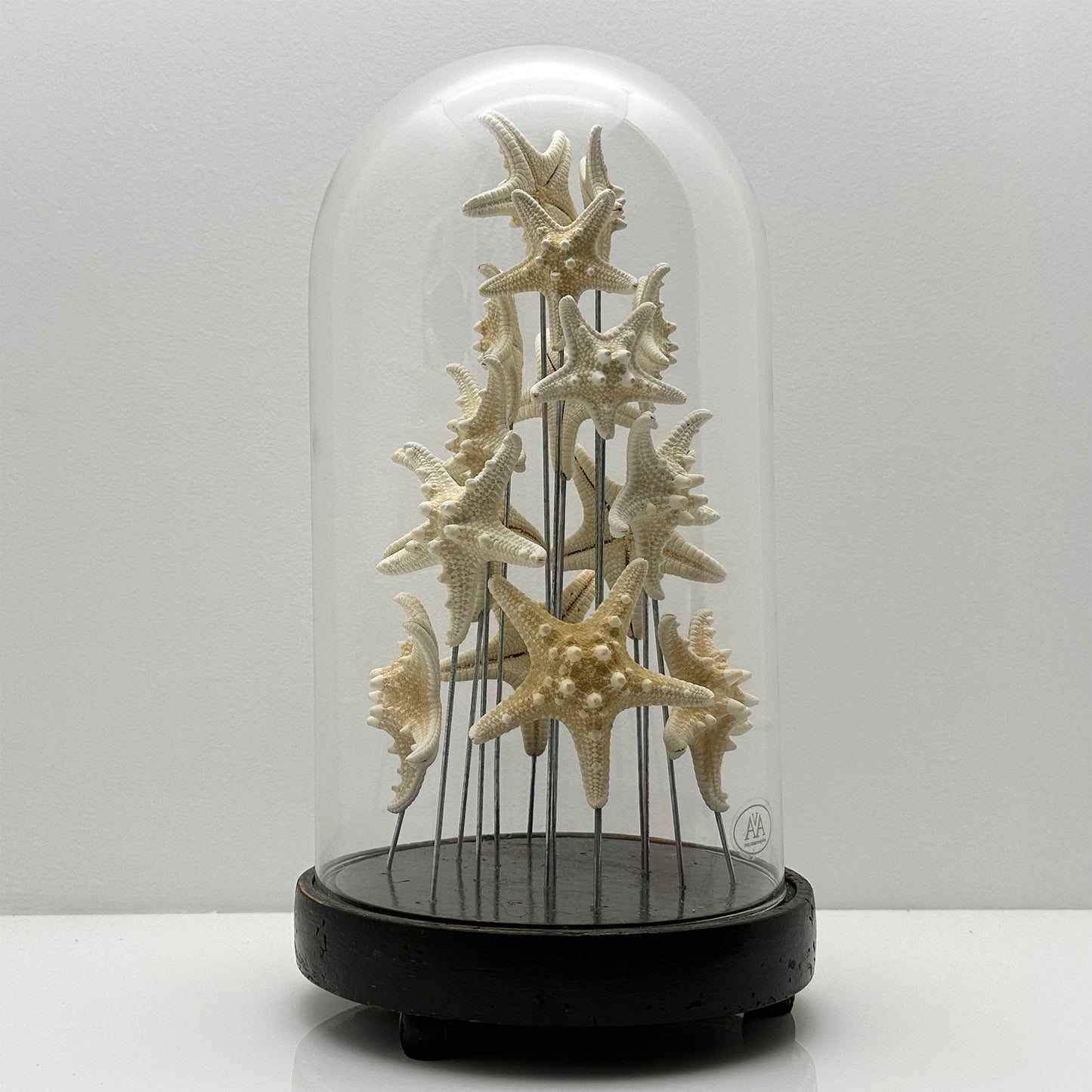 Antique Oval Bell Jar with White Starfish – Luxury Ornament on Nickel Bar