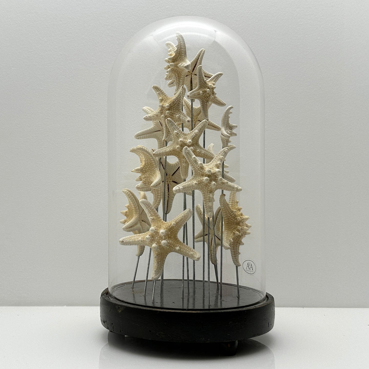 Antique Oval Bell Jar with White Starfish – Luxury Ornament on Nickel Bar