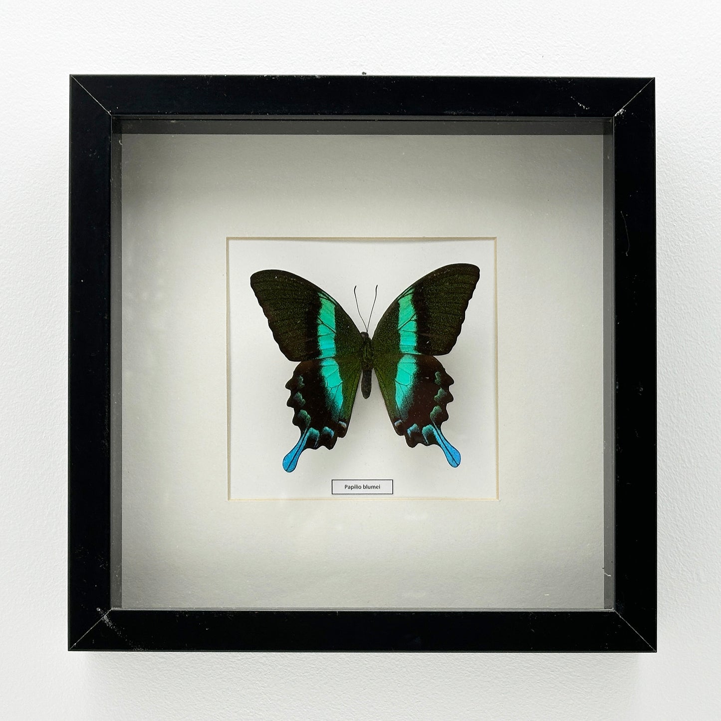 Papilio Blumei - Exclusieve Opgezette Vlinder in Zwarte Lijst (25 x 25 cm)