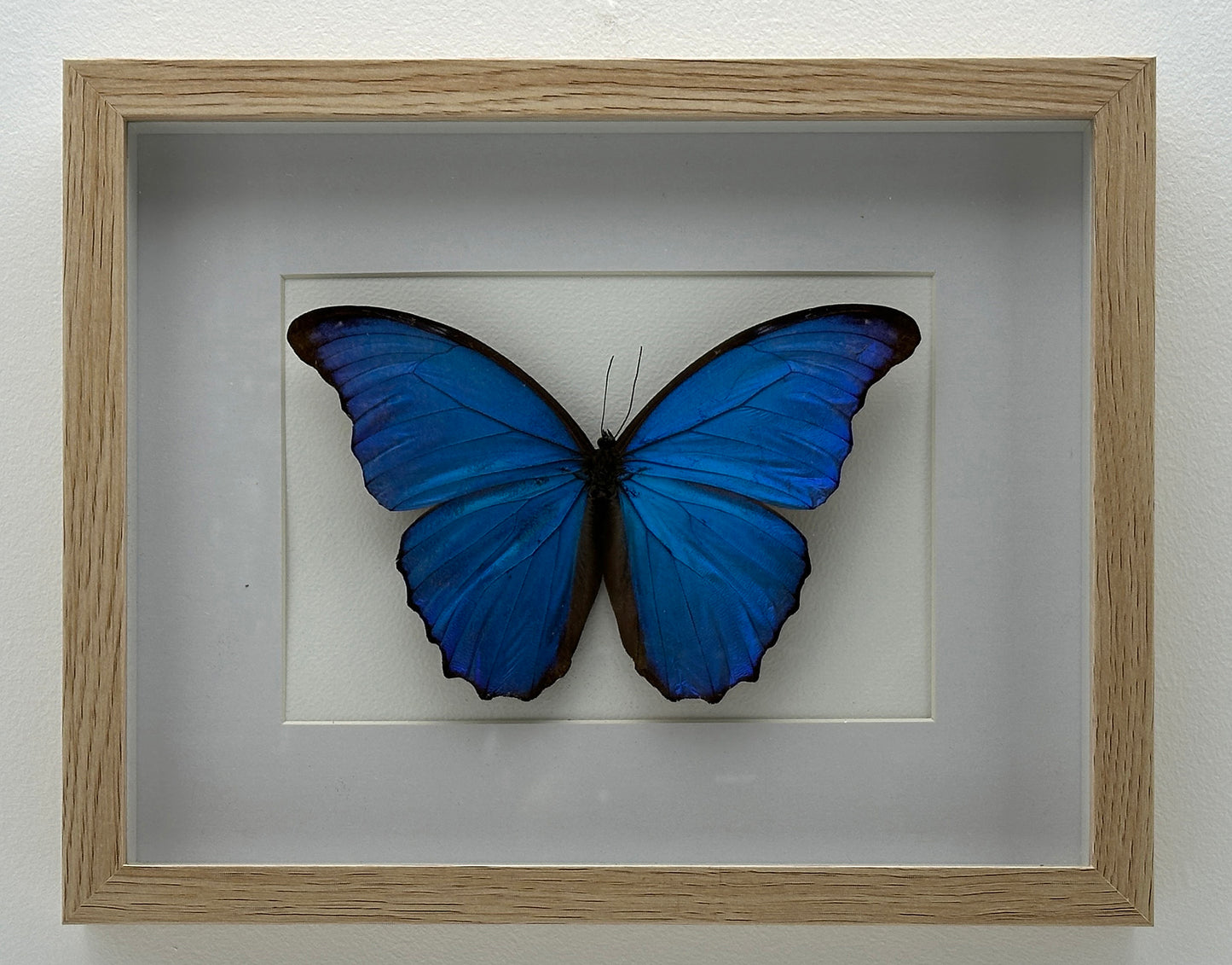 Morpho Didius - Handgemaakte Opgezette Vlinder in Blankhouten Lijst (27,5 x 22,5 cm)