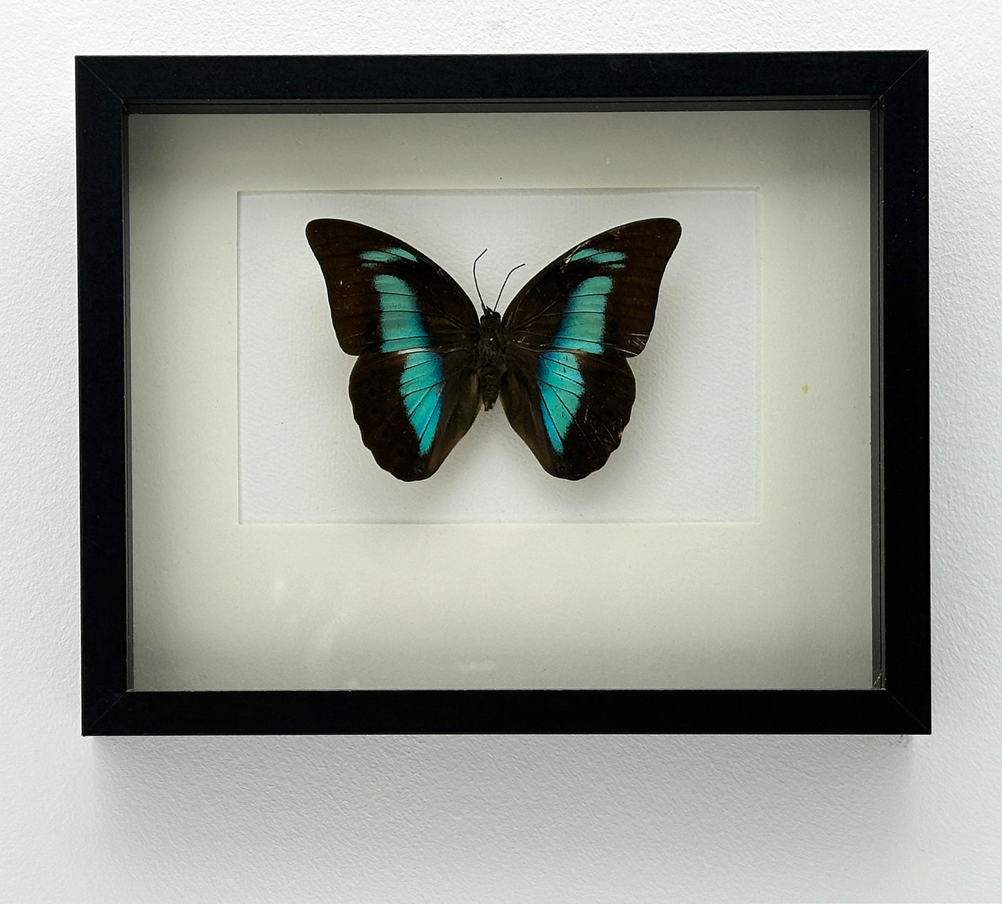 Prepona Laertes - Exclusieve Opgezette Vlinder in Zwarte Lijst (22,5 x 18,5 cm)