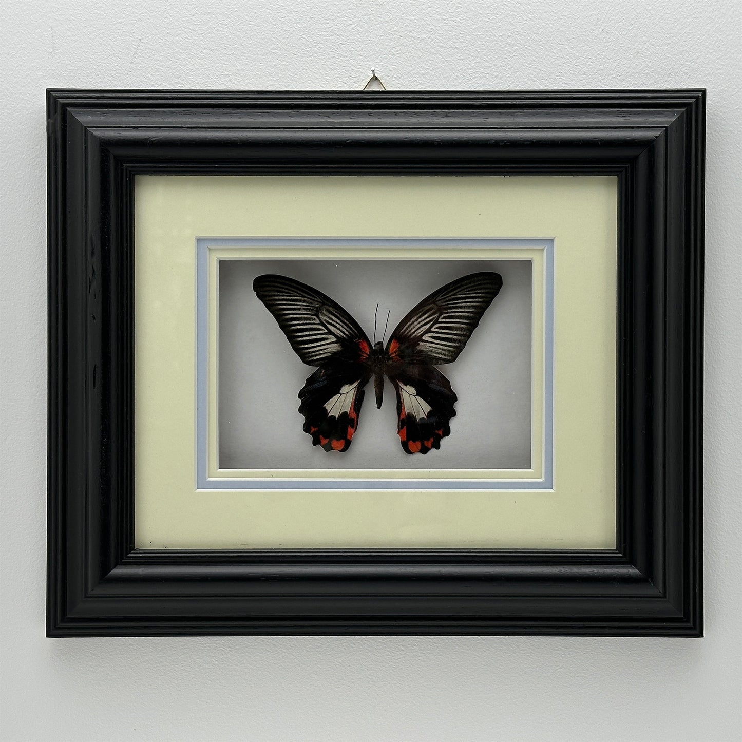 Scarlet Mormon - Exclusieve Opgezette Vlinder in Zwarte Lijst (32,5 x 27,5 cm)
