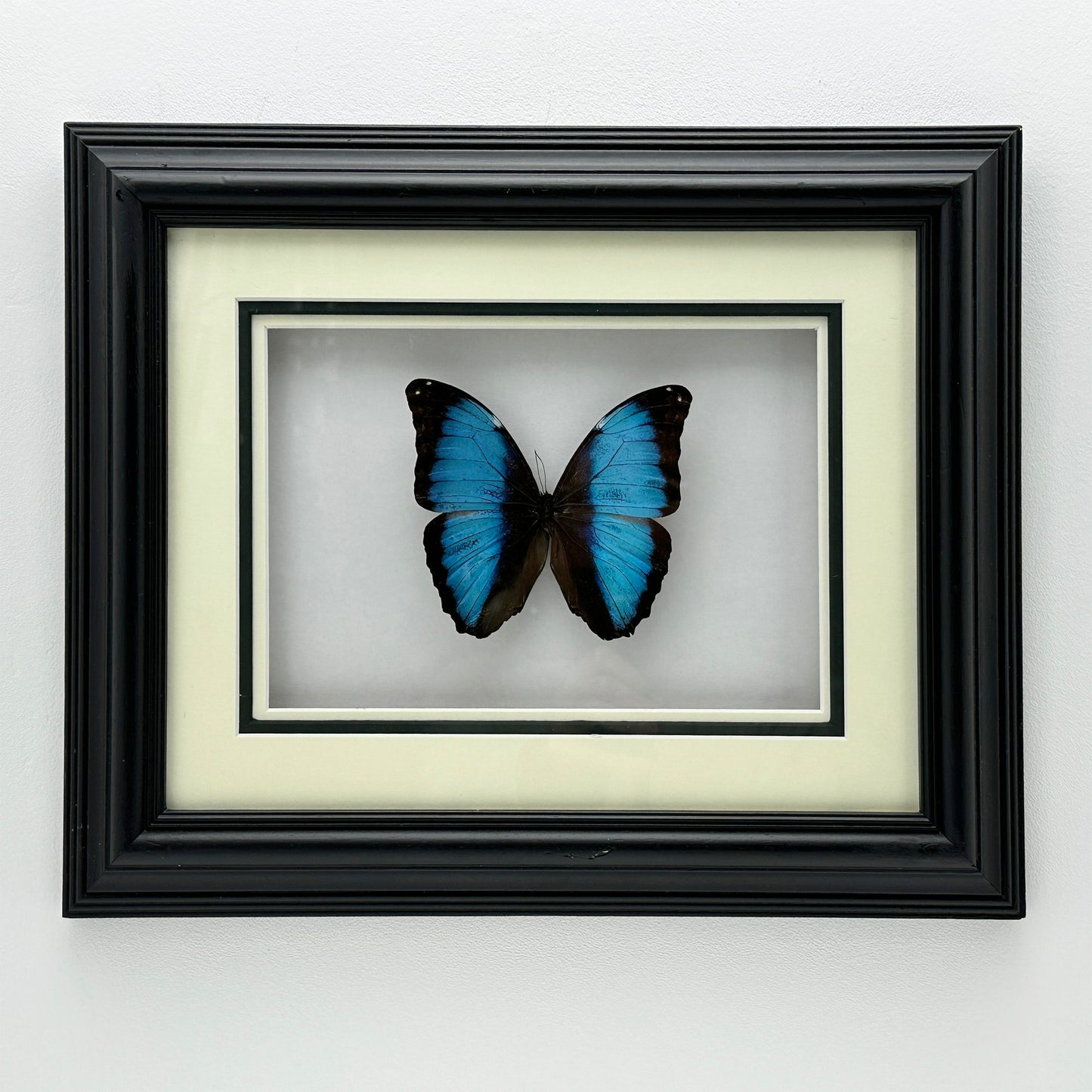 Gerahmter Morpho Deidamia Schmetterling – handgefertigte Schmetterlings-Wandkunst in schwarzem klassischen Rahmen