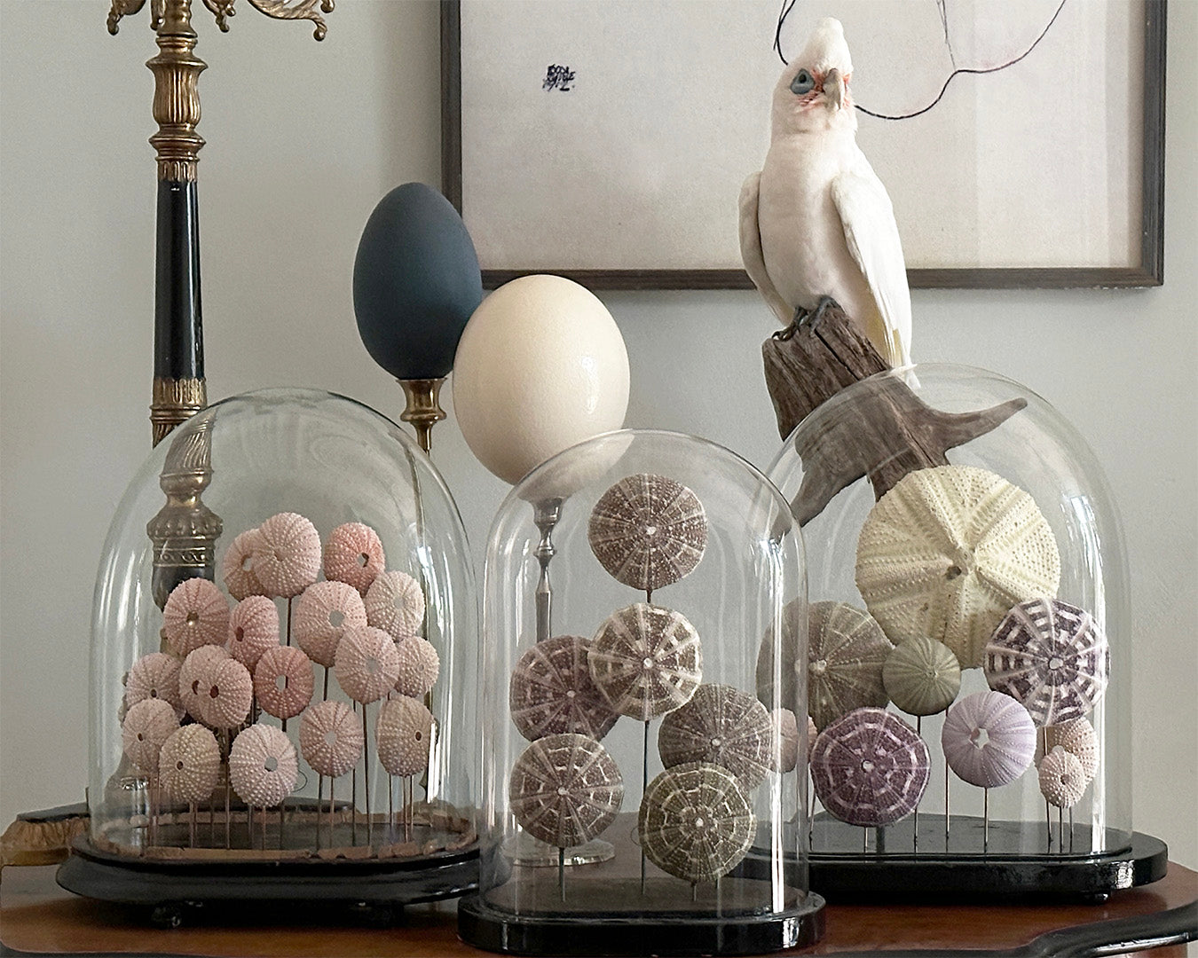 Antique Oval Bell Jar with Multi-Colored Sea Urchin Skeletons – Luxury Bell Jar and Home Item