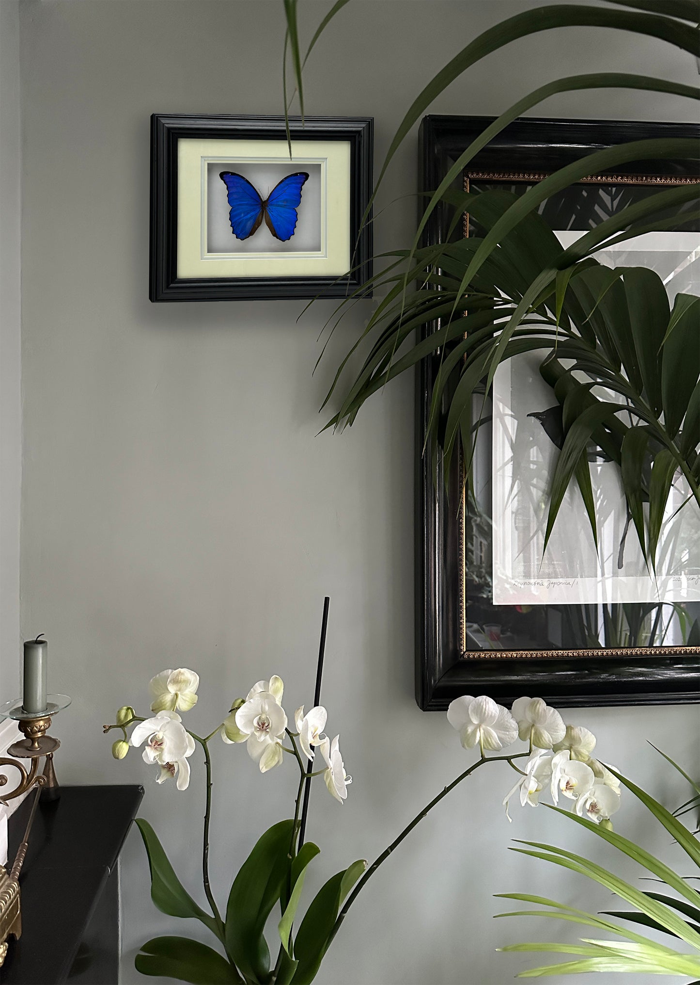 Morpho Didius – luxuriöser montierter Schmetterling in schwarzem Rahmen (39 x 32 cm)