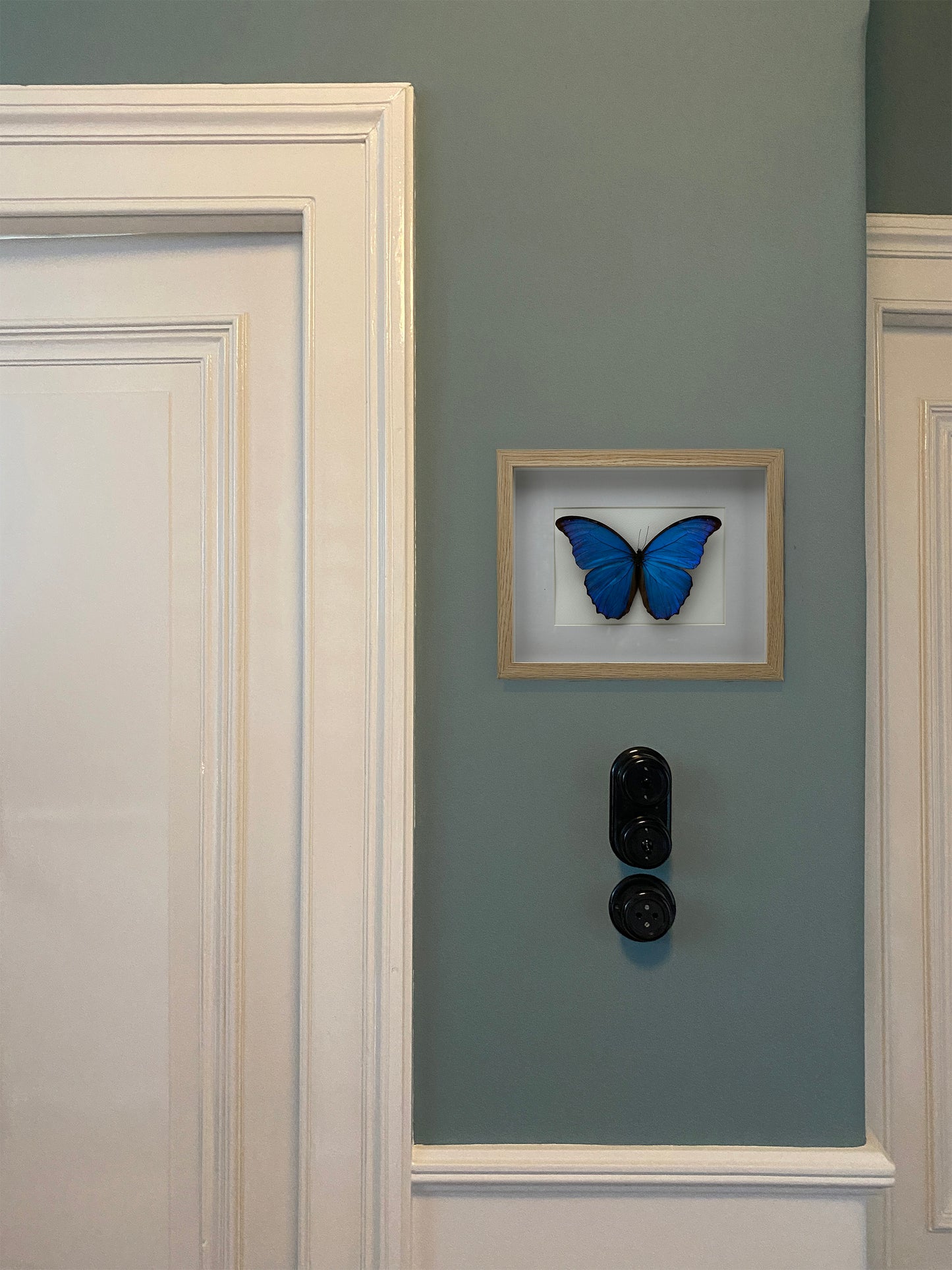 Morpho Didius - Handgemaakte Opgezette Vlinder in Blankhouten Lijst (27,5 x 22,5 cm)