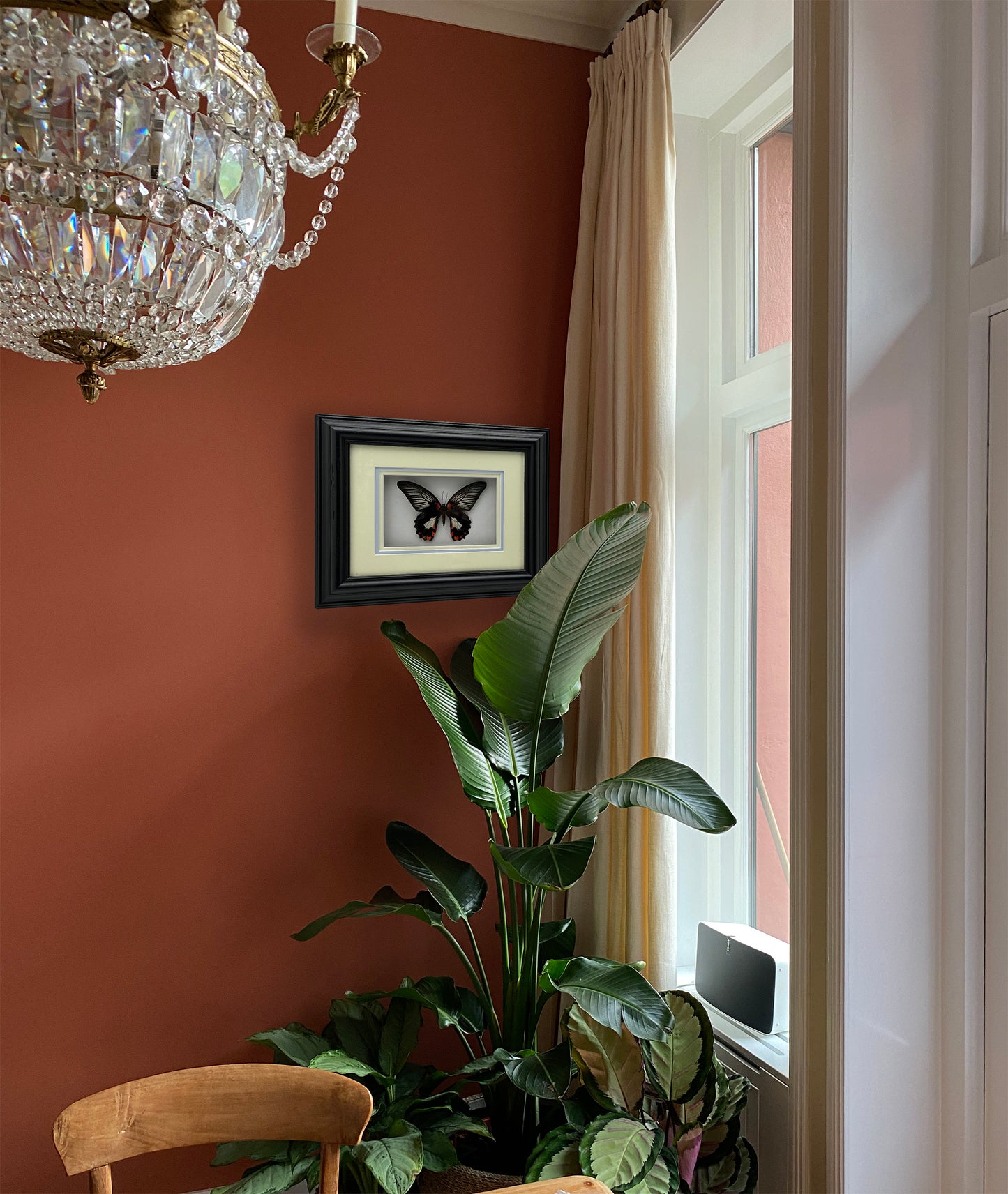 Scarlet Mormon - Exclusieve Opgezette Vlinder in Zwarte Lijst (32,5 x 27,5 cm)