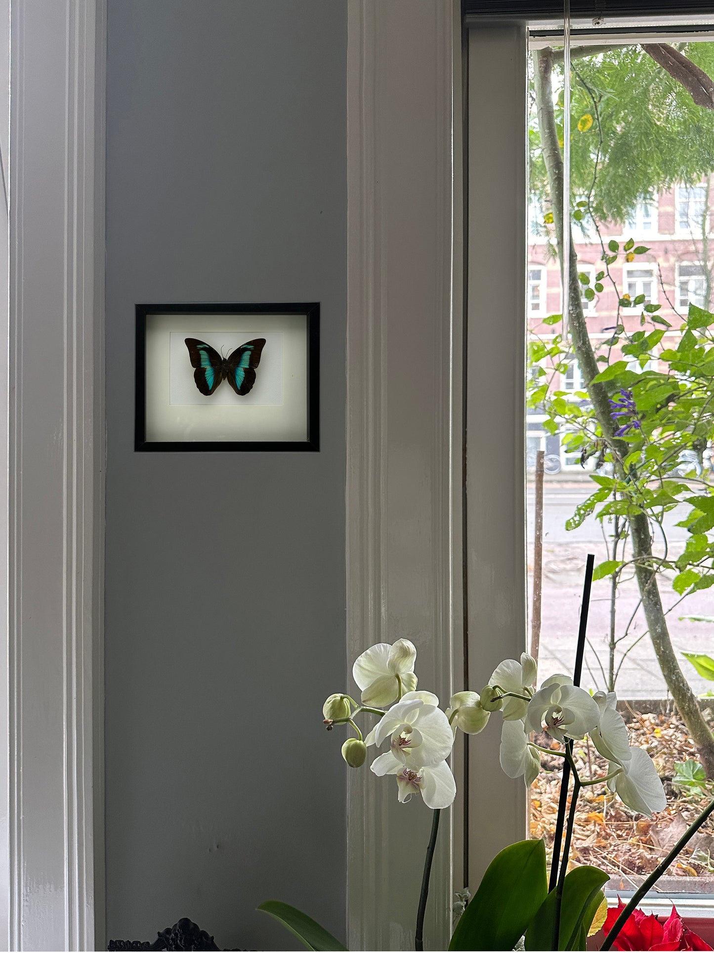 Prepona Laertes - Exclusieve Opgezette Vlinder in Zwarte Lijst (22,5 x 18,5 cm)