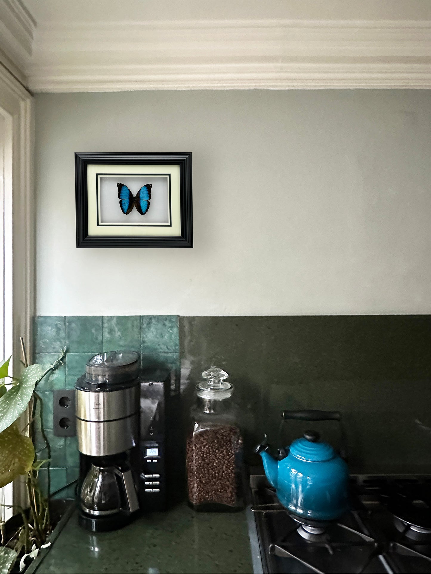 Gerahmter Morpho Deidamia Schmetterling – handgefertigte Schmetterlings-Wandkunst in schwarzem klassischen Rahmen