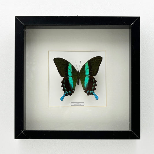 Papilio Blumei - Exclusieve Opgezette Vlinder in Zwarte Lijst (25 x 25 cm)