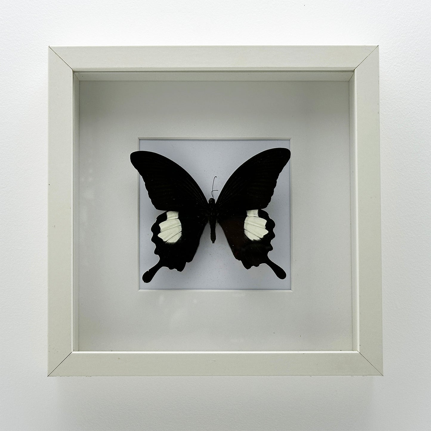 Papilio Helenus - Exclusieve Opgezette Vlinder in Witte Lijst (25 x 25 cm)
