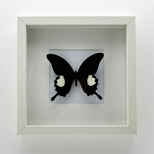 Papilio Helenus - Exclusieve Opgezette Vlinder in Witte Lijst (25 x 25 cm)