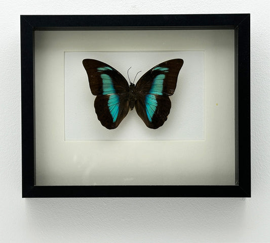Prepona Laertes - Exclusieve Opgezette Vlinder in Zwarte Lijst (22,5 x 18,5 cm)