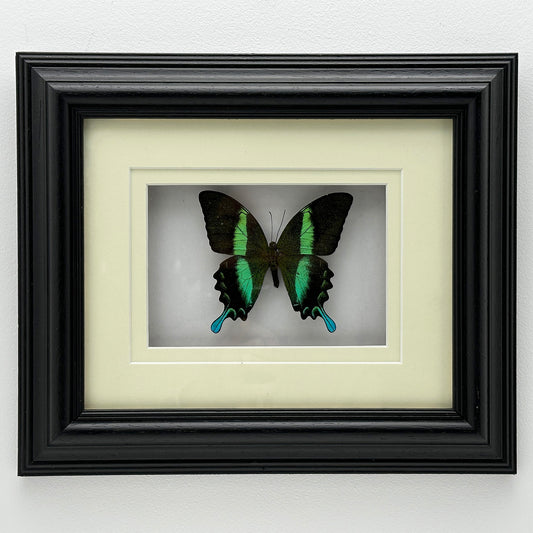 Papilio Blumei - Exclusieve Opgezette Vlinder in Zwarte Lijst (25 x 25 cm)