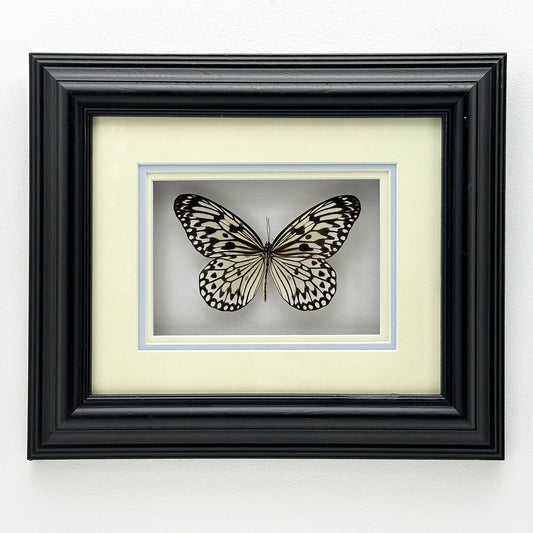 Idea Leuconoe – handgefertigter montierter Schmetterling in schwarzem Rahmen (32,5 x 27,5 cm)