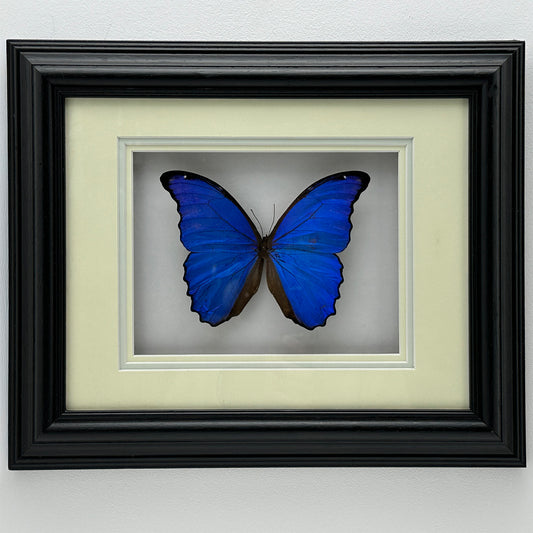 Morpho Didius – luxuriöser montierter Schmetterling in schwarzem Rahmen (39 x 32 cm)