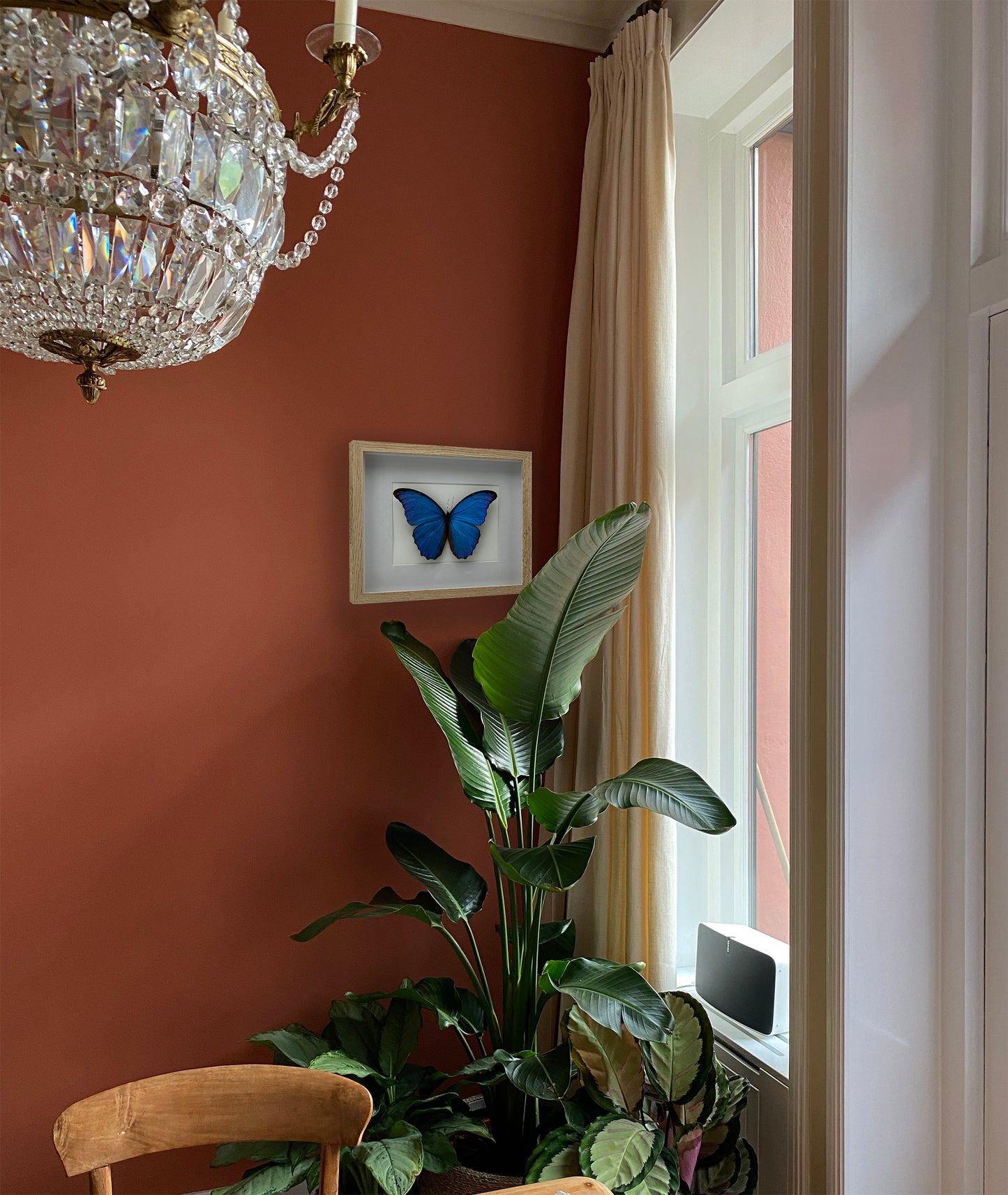 Morpho Didius - Handgemaakte Opgezette Vlinder in Blankhouten Lijst (27,5 x 22,5 cm)